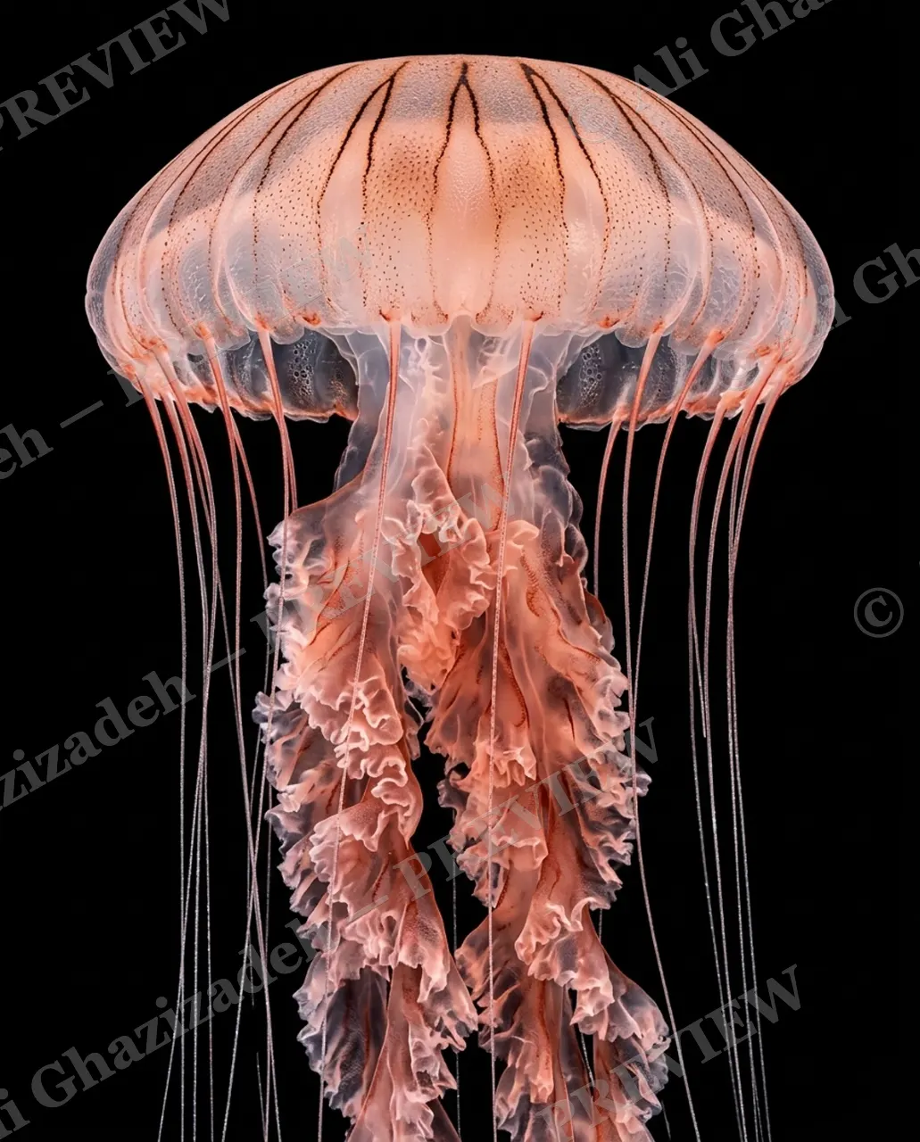 Glass Bloom — Coral Cascade — Moon jellyfish artwork by Ali Ghazizadeh