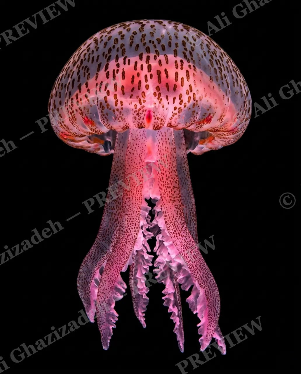 Glass Bloom — Crimson Dot Bell — Moon jellyfish artwork by Ali Ghazizadeh