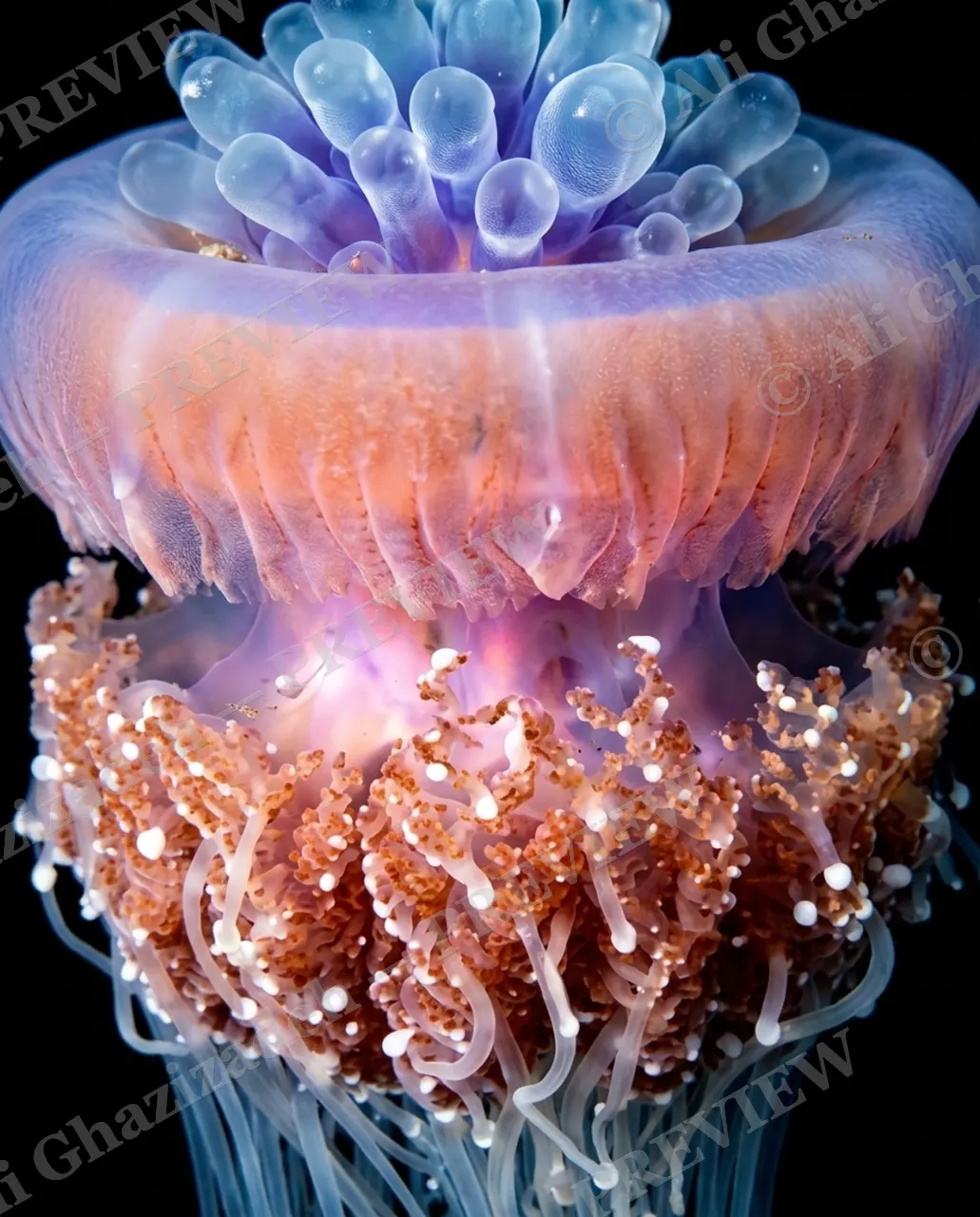 Glass Bloom — Crown of Petals — Moon jellyfish artwork by Ali Ghazizadeh