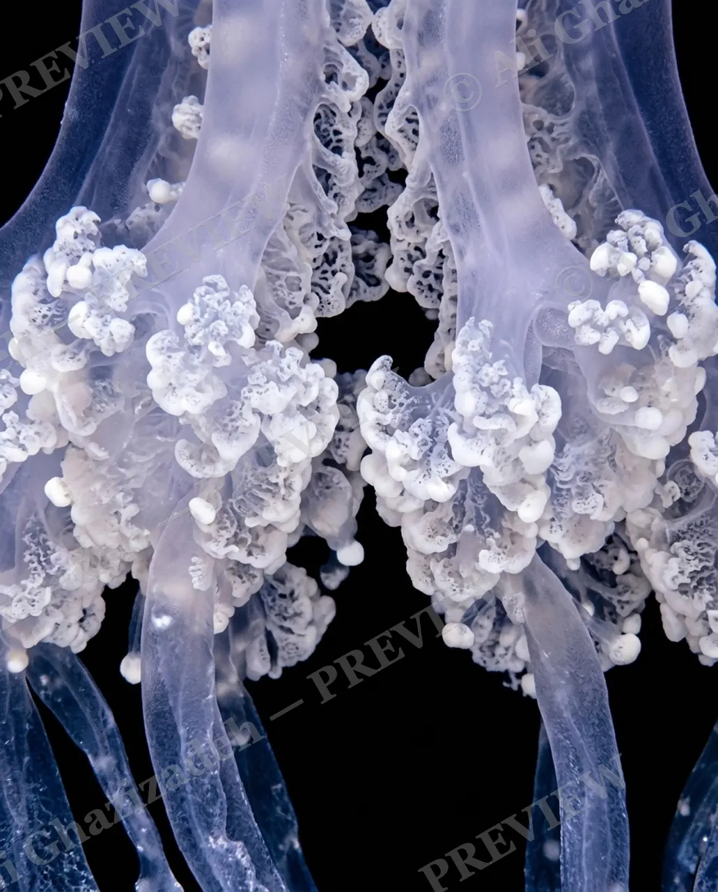 Glass Bloom — Frost Lace — Moon jellyfish artwork by Ali Ghazizadeh