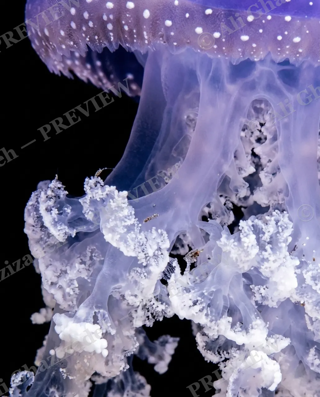 Glass Bloom — Frosted Edge — Moon jellyfish artwork by Ali Ghazizadeh