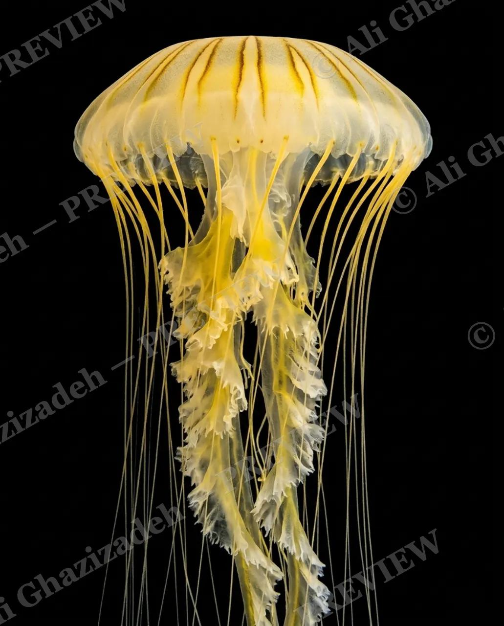 Glass Bloom — Golden Cascade — Moon jellyfish artwork by Ali Ghazizadeh