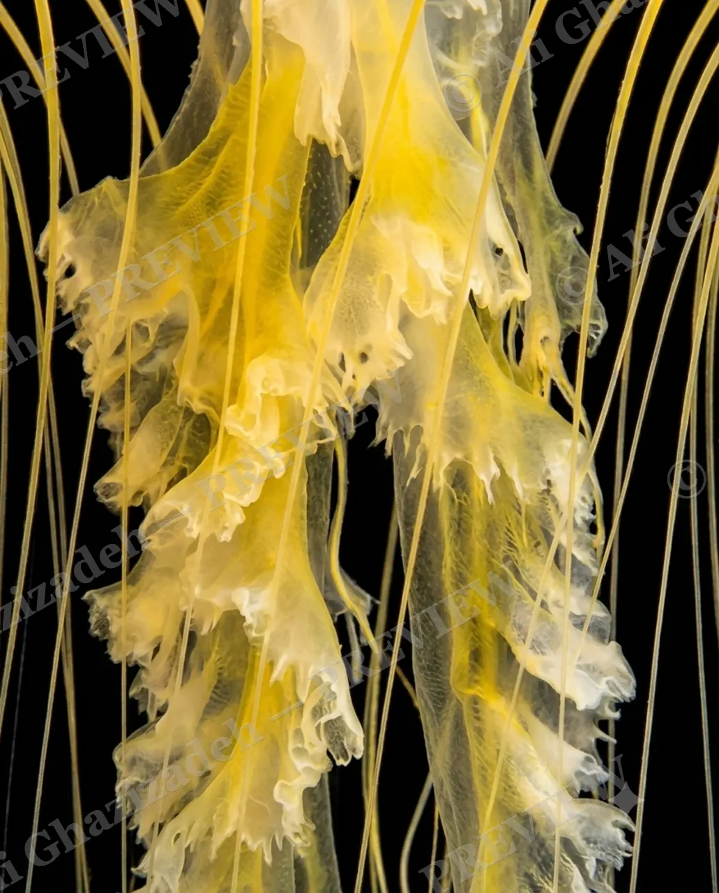 Glass Bloom — Golden Ruffles — Moon jellyfish artwork by Ali Ghazizadeh