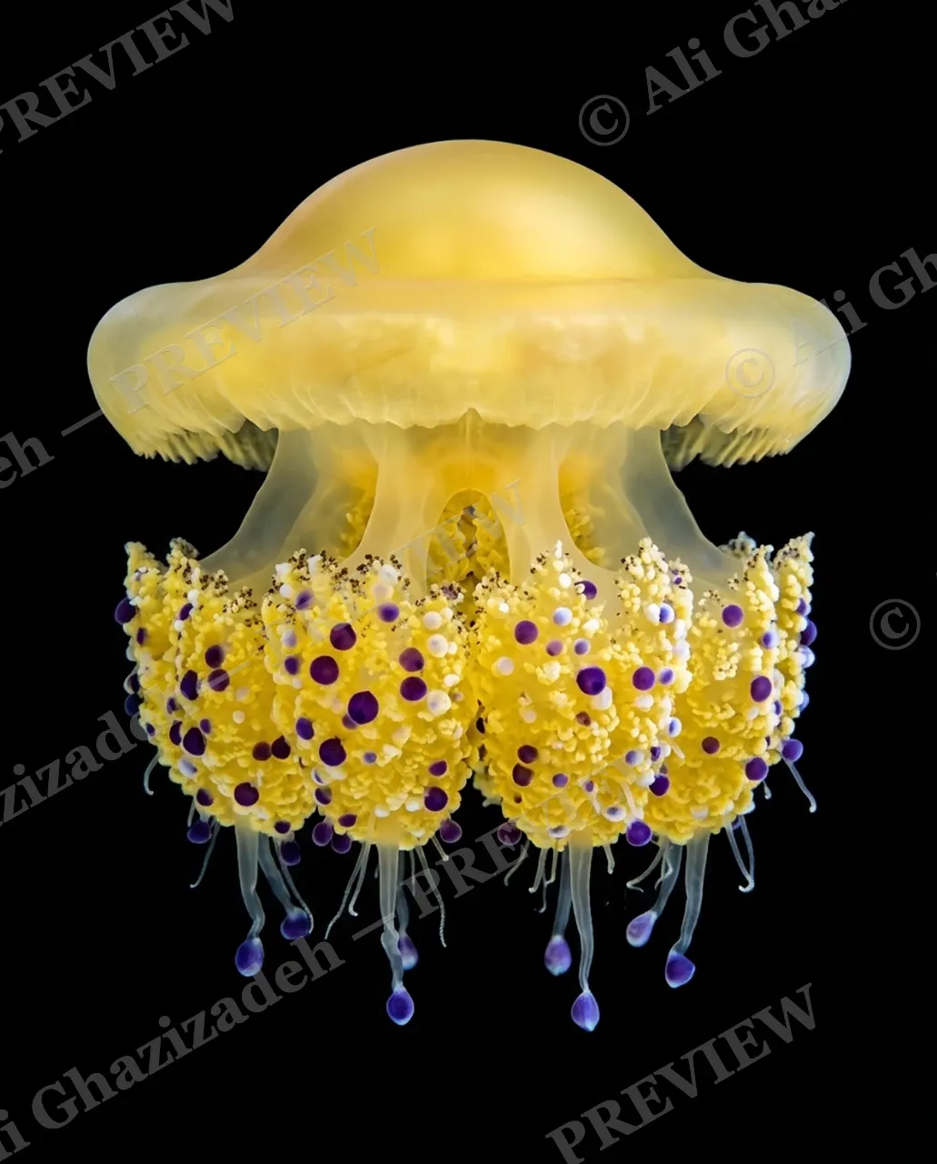 Glass Bloom — Golden Bloom — Moon jellyfish artwork by Ali Ghazizadeh