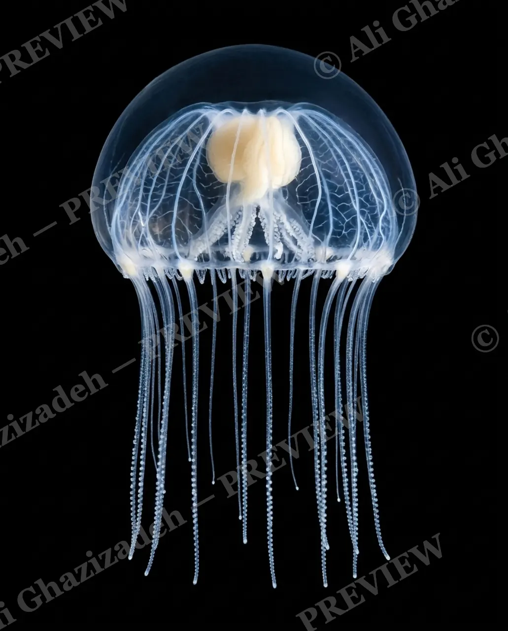 Glass Bloom — Moonlit Clover — Moon jellyfish artwork by Ali Ghazizadeh