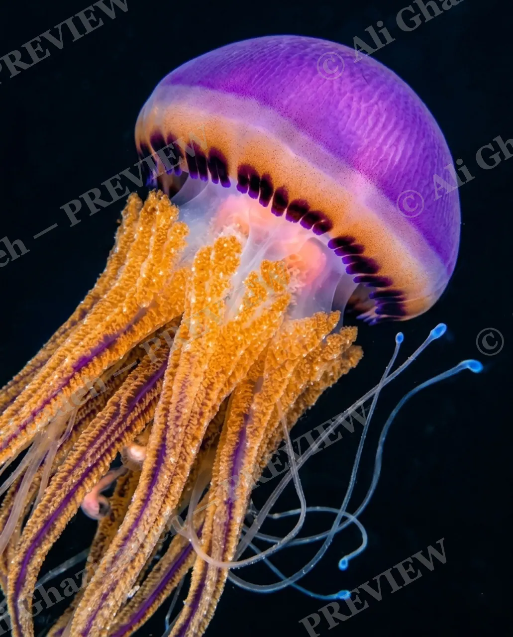 Glass Bloom — Purple Comet — Moon jellyfish artwork by Ali Ghazizadeh