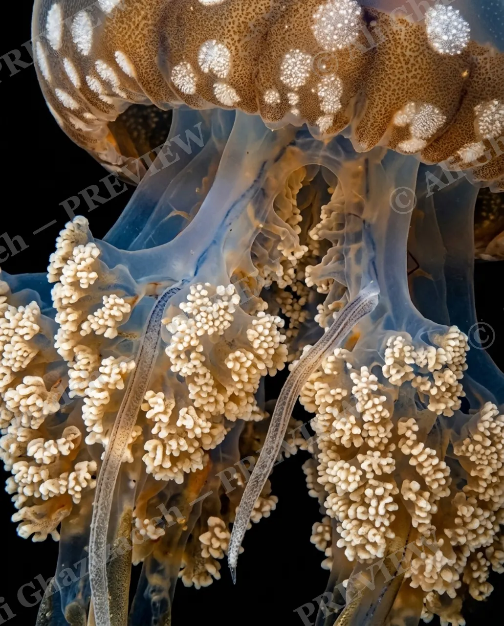 Glass Bloom — Ribbon Among Clusters — Moon jellyfish artwork by Ali Ghazizadeh