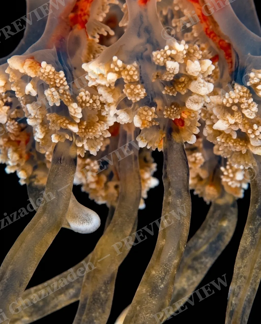 Glass Bloom — Rust and Cream — Moon jellyfish artwork by Ali Ghazizadeh