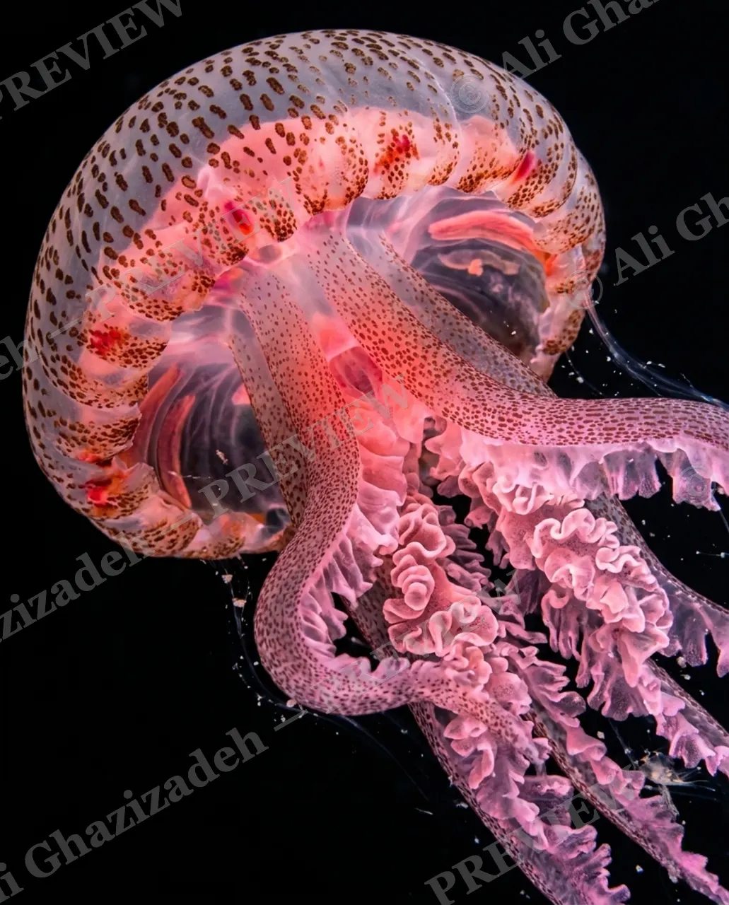 Glass Bloom — Spotted Profile — Moon jellyfish artwork by Ali Ghazizadeh