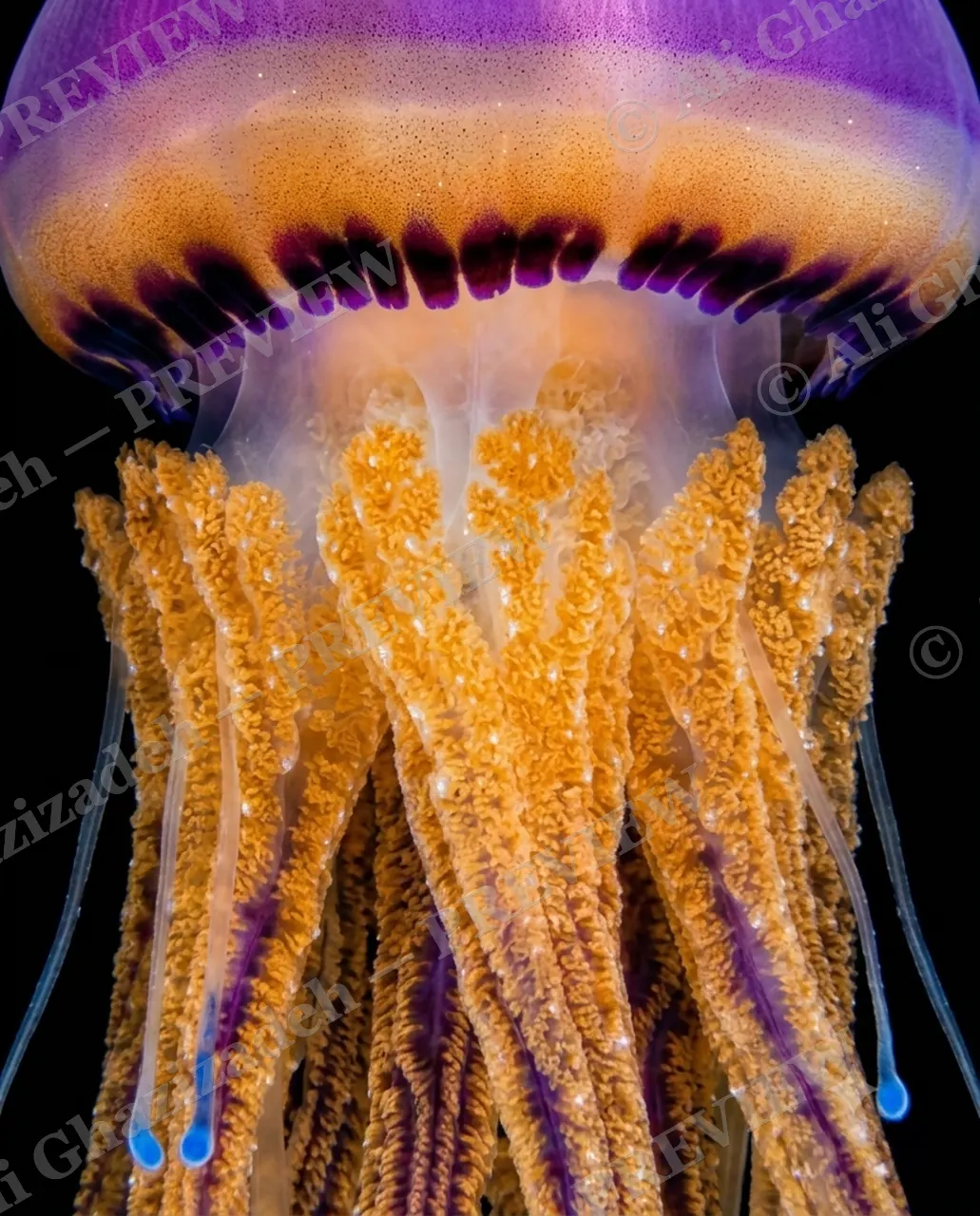 Glass Bloom — Sunset Fringe — Moon jellyfish artwork by Ali Ghazizadeh