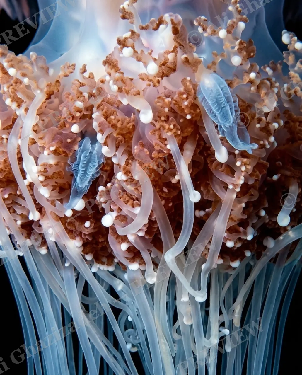 Glass Bloom — Tiny Stowaways — Moon jellyfish artwork by Ali Ghazizadeh