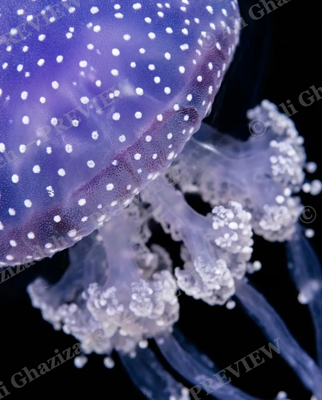 Glass Bloom — Violet Frost Edge — Moon jellyfish artwork by Ali Ghazizadeh