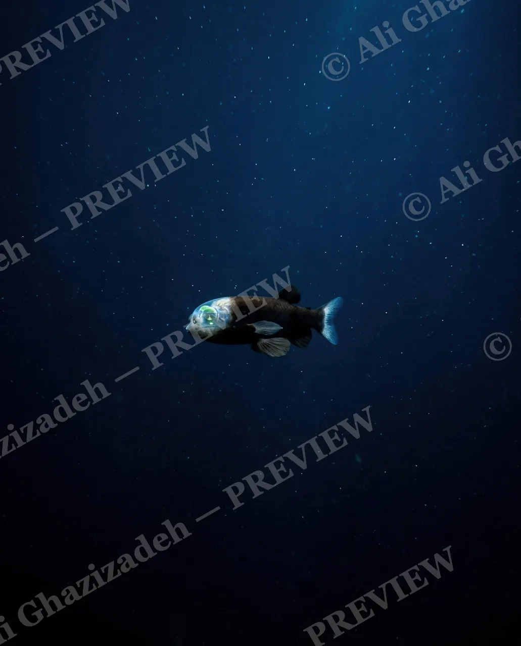 Glass Ceiling — Into the Dark — Barreleye fish artwork by Ali Ghazizadeh