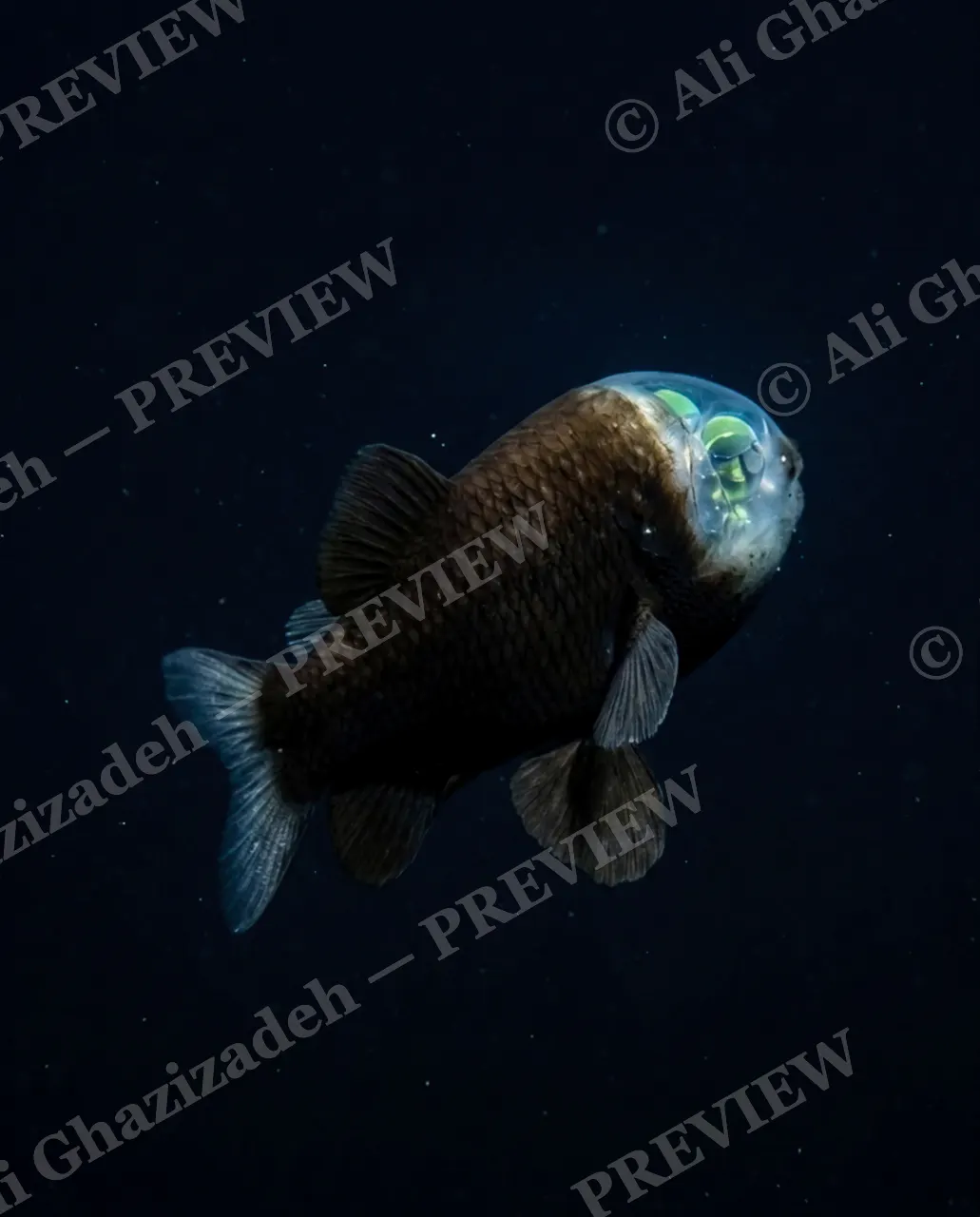 Glass Ceiling — Turning Away — Barreleye fish artwork by Ali Ghazizadeh