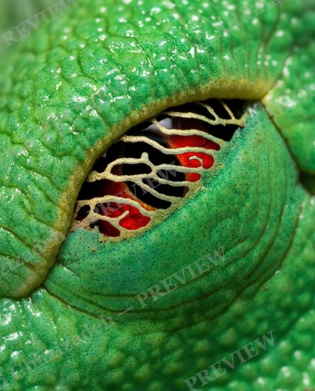 Golden Gaze — The Golden Eye — Tree frog artwork by Ali Ghazizadeh