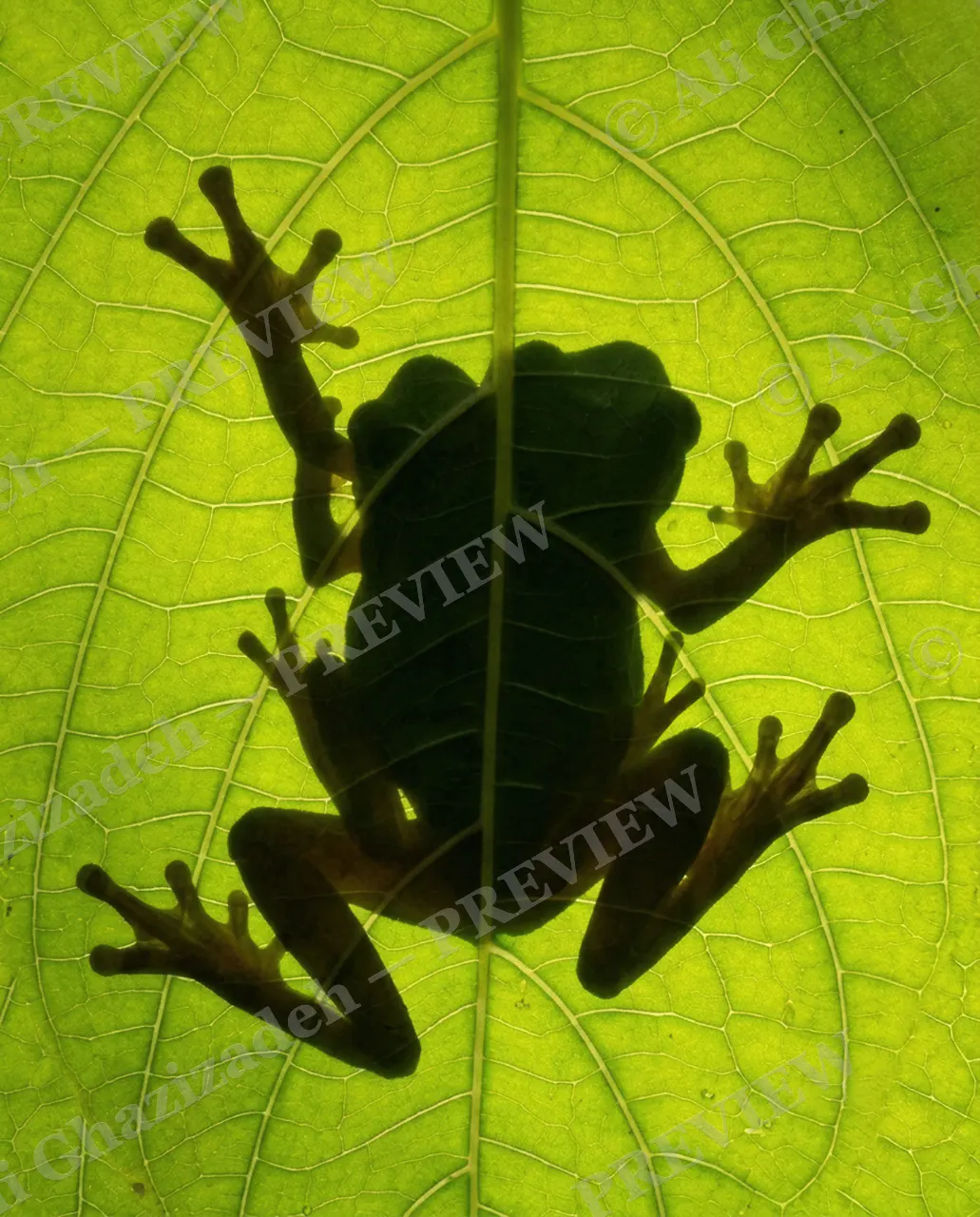 Leaf Reading — Just a Frog — Tree frog artwork by Ali Ghazizadeh