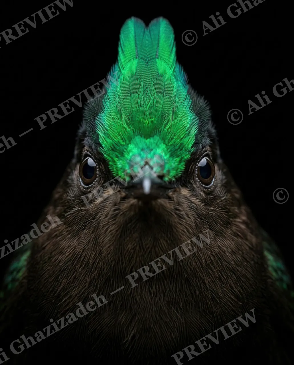 Green With Envy — Emerald Mohawk — Bird artwork by Ali Ghazizadeh