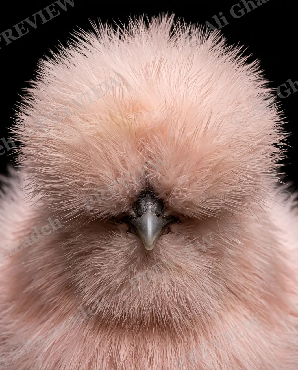 Hair Apparent — Baby's First Fluff — Goat artwork by Ali Ghazizadeh