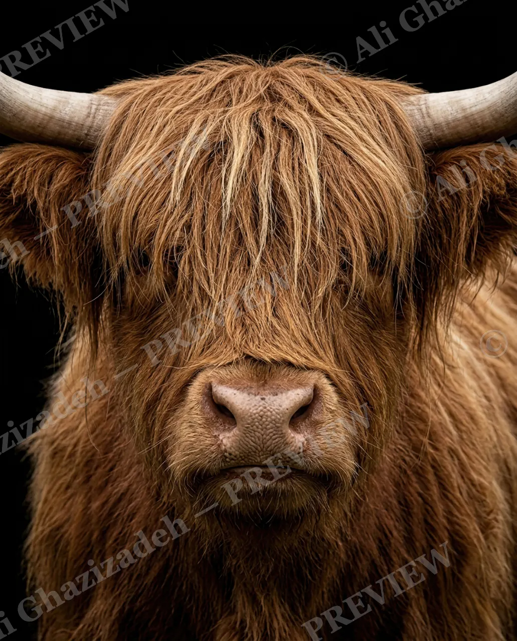 Hair Apparent — Behind the Fringe — Goat artwork by Ali Ghazizadeh