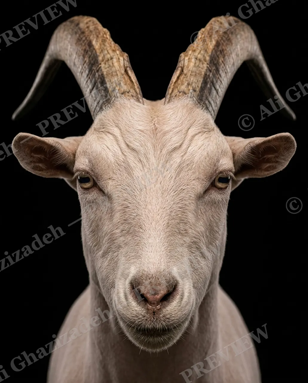 Hair Apparent — Clean Part — Goat artwork by Ali Ghazizadeh