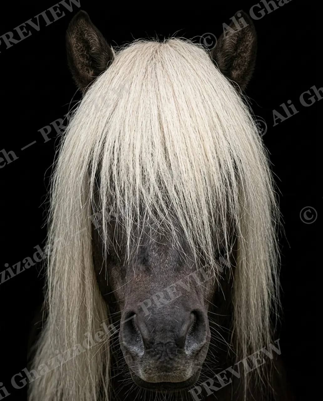 Hair Apparent — Curtain Call — Goat artwork by Ali Ghazizadeh