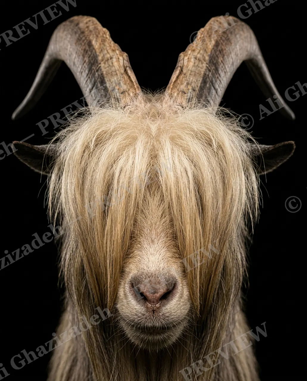 Hair Apparent — Golden Bangs — Goat artwork by Ali Ghazizadeh