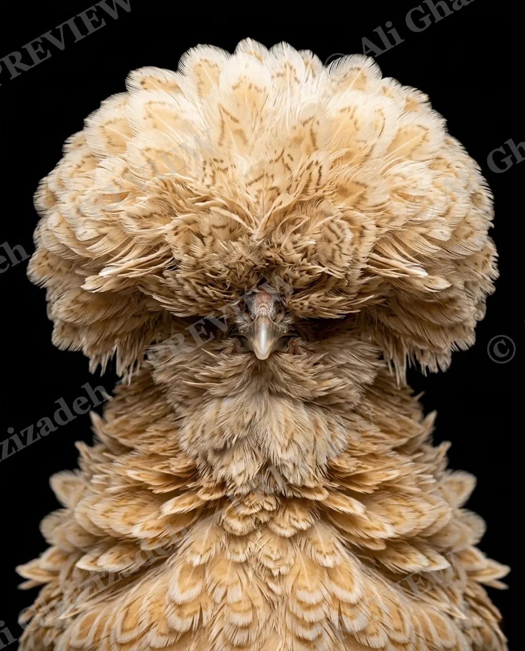 Hair Apparent — The Big Poof — Goat artwork by Ali Ghazizadeh
