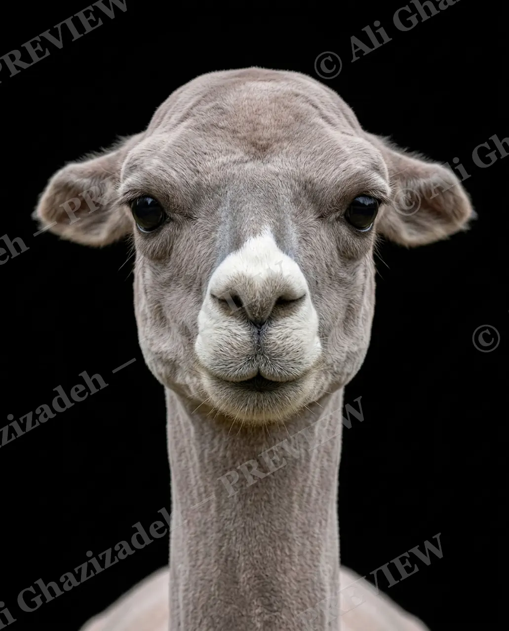 Hair Apparent — Not a Hair Out of Place — Goat artwork by Ali Ghazizadeh
