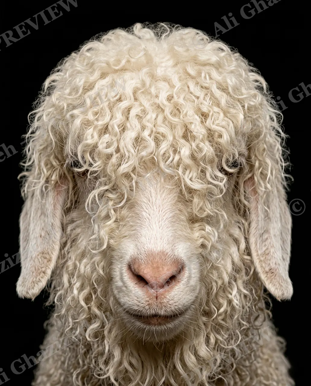 Hair Apparent — Permanent Wave — Goat artwork by Ali Ghazizadeh