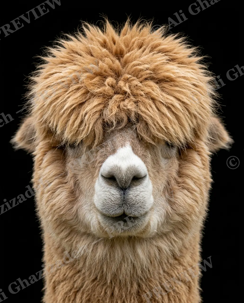 Hair Apparent — Topknot Champion — Goat artwork by Ali Ghazizadeh