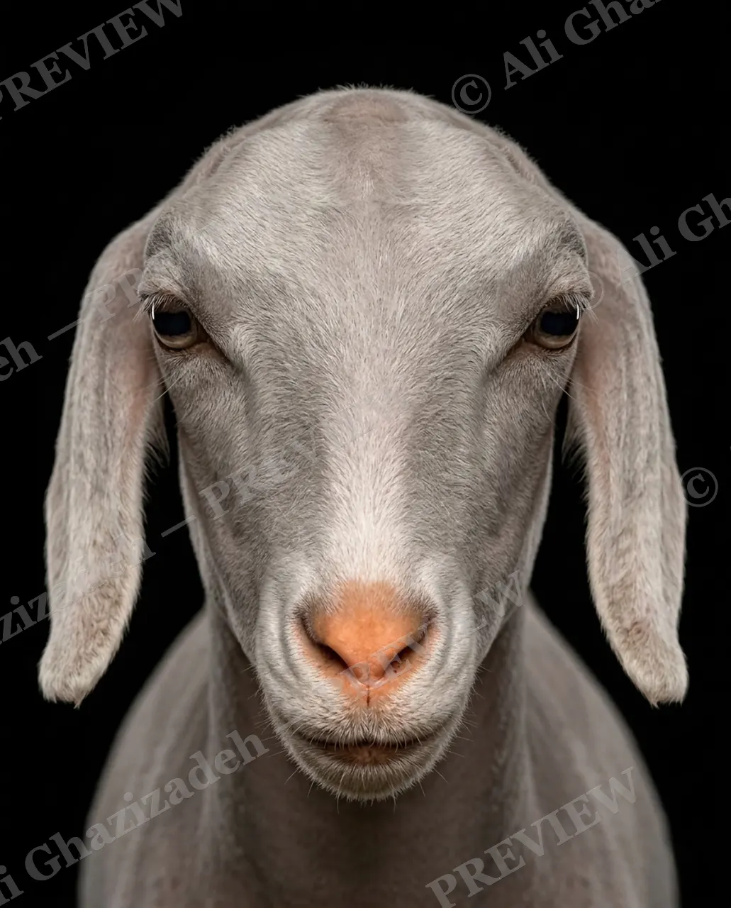 Hair Apparent — Wash and Go — Goat artwork by Ali Ghazizadeh