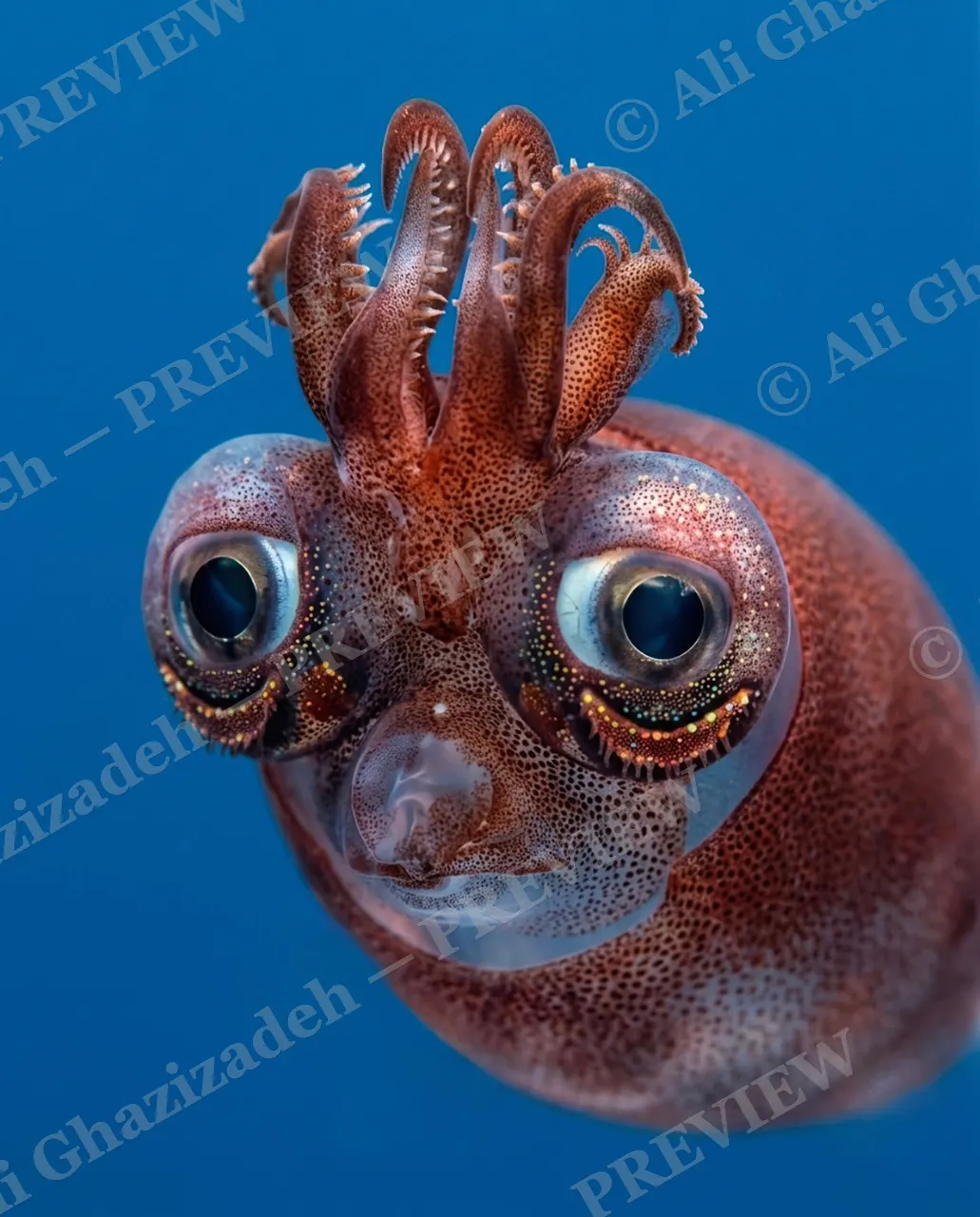 All Eyes On You — Full Eye Contact — Bobtail squid artwork by Ali Ghazizadeh