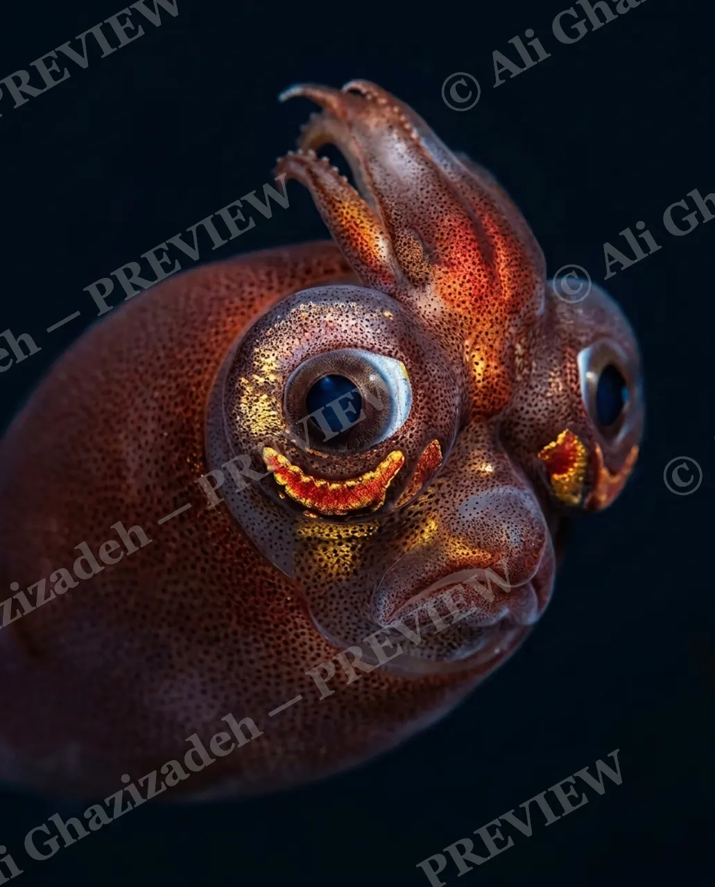 All Eyes On You — Something's Behind You — Bobtail squid artwork by Ali Ghazizadeh