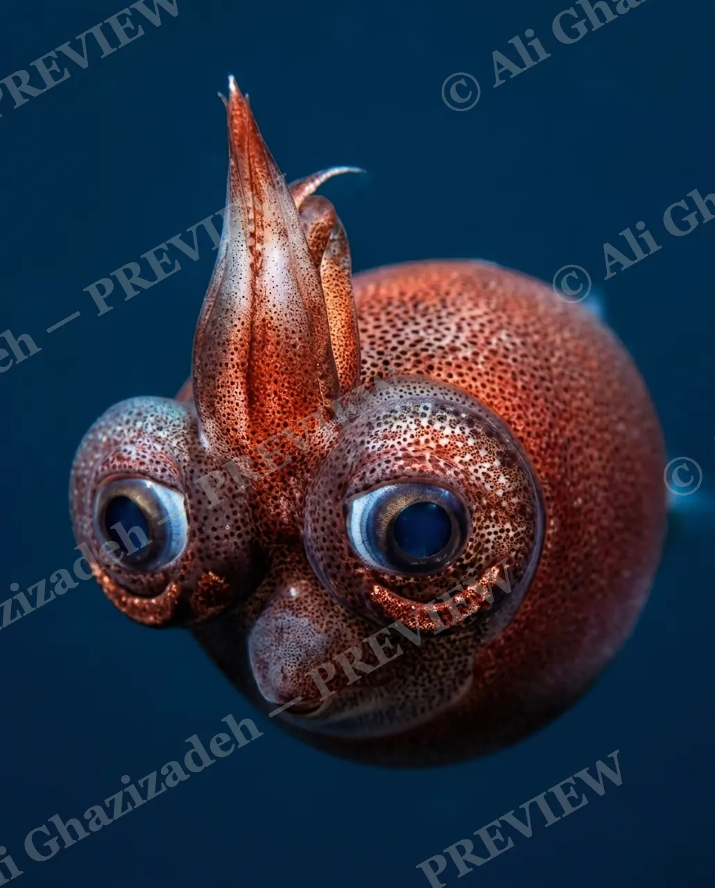 All Eyes On You — One Last Look — Bobtail squid artwork by Ali Ghazizadeh