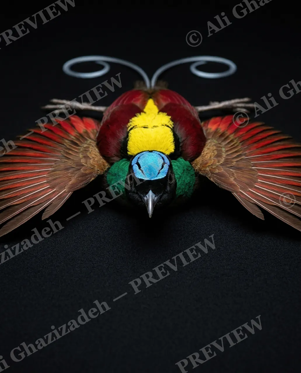 Head Over Feathers — The Upside-Down Suitor — Bird-of-paradise artwork by Ali Ghazizadeh