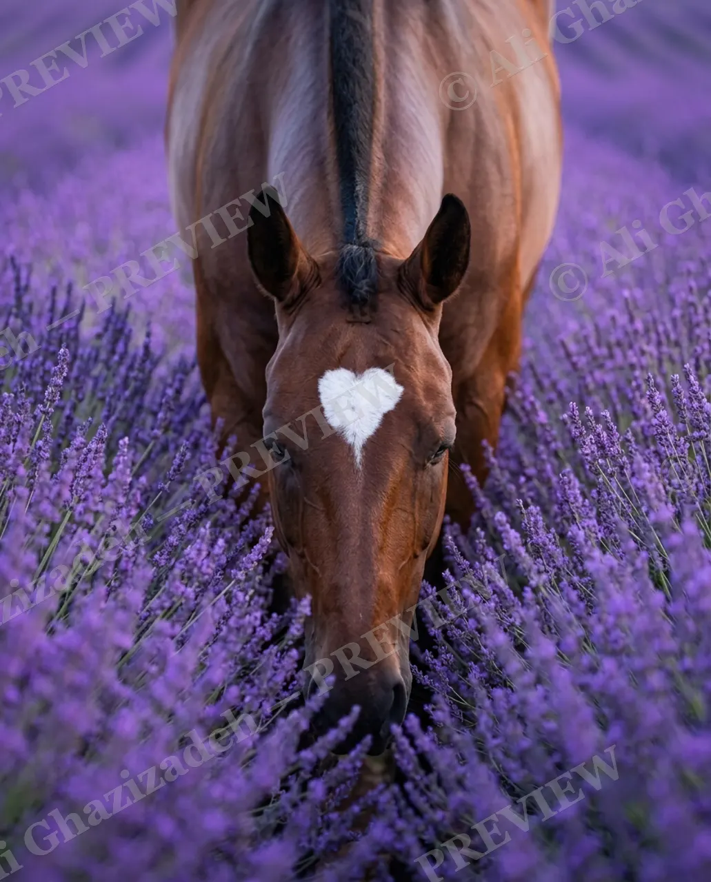 Heart on His Sleeve — Heart on His Forehead — Horse artwork by Ali Ghazizadeh