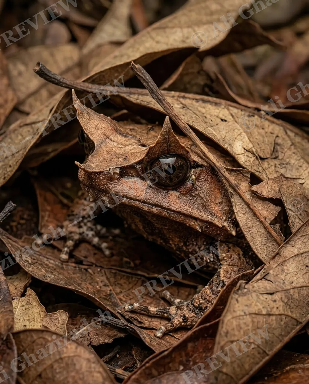 Hide and Leaf — Caught Looking Back — Frog artwork by Ali Ghazizadeh