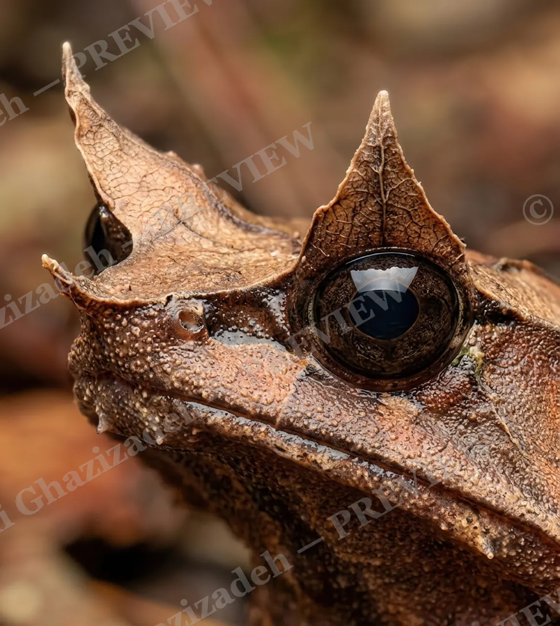 Hide and Leaf — Horns in the Leaf Litter — Frog artwork by Ali Ghazizadeh