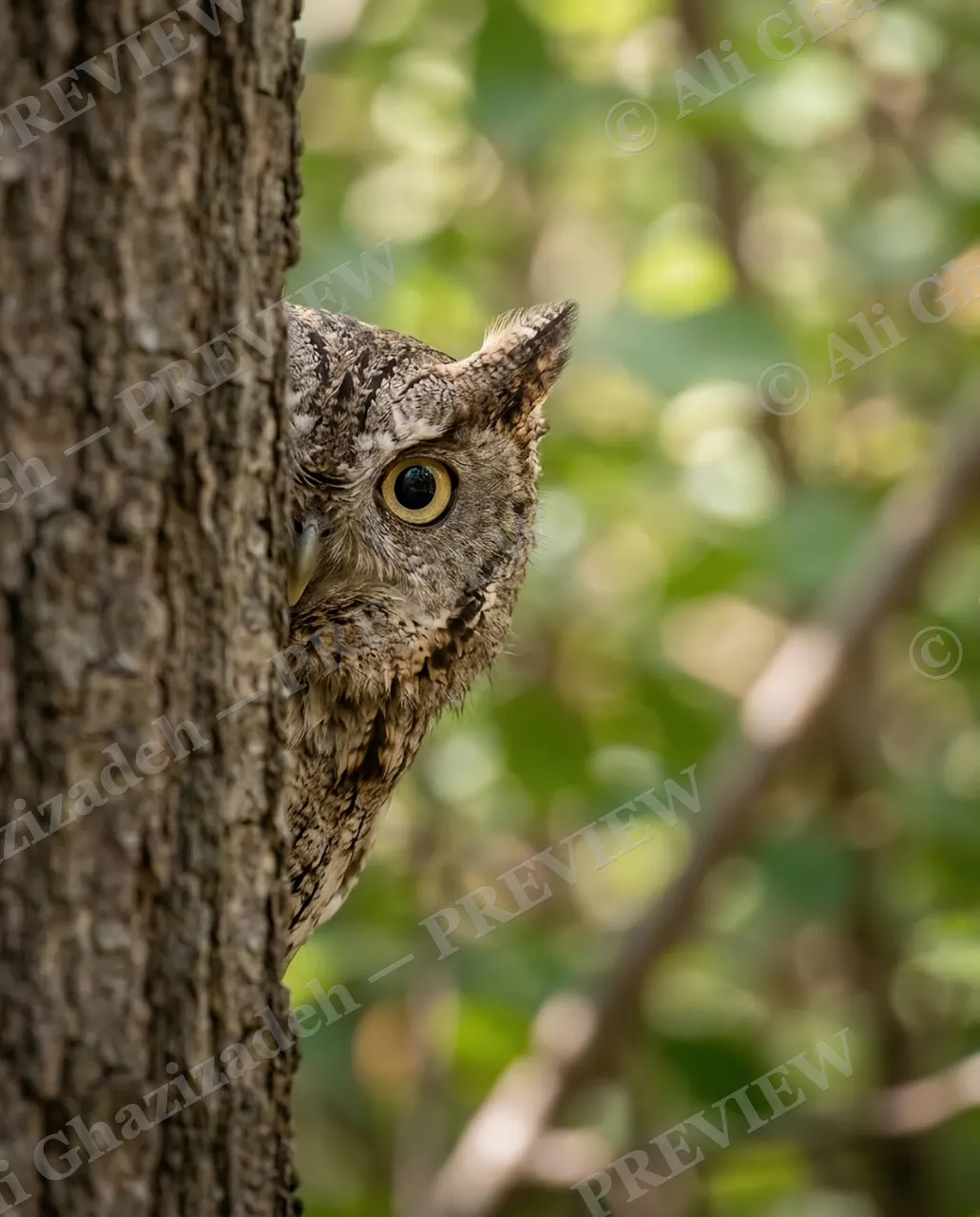 Master of Disguise — Peeking Around the Trunk — Owl artwork by Ali Ghazizadeh