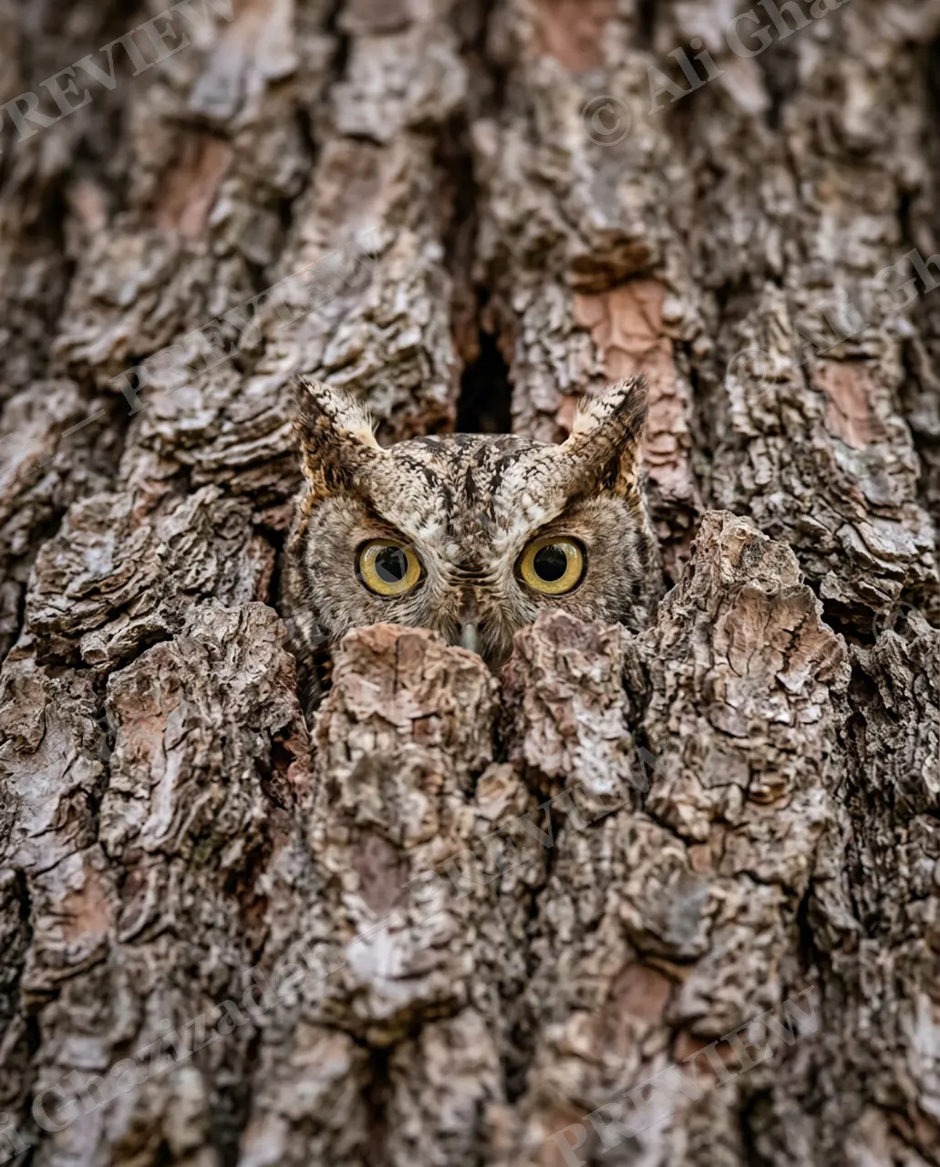 Master of Disguise — Vanishing Into Bark — Owl artwork by Ali Ghazizadeh