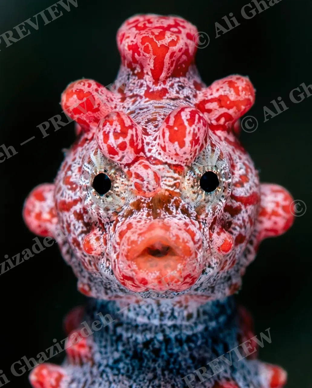 Hide and Sea — Up Close and Personal — Seahorse artwork by Ali Ghazizadeh