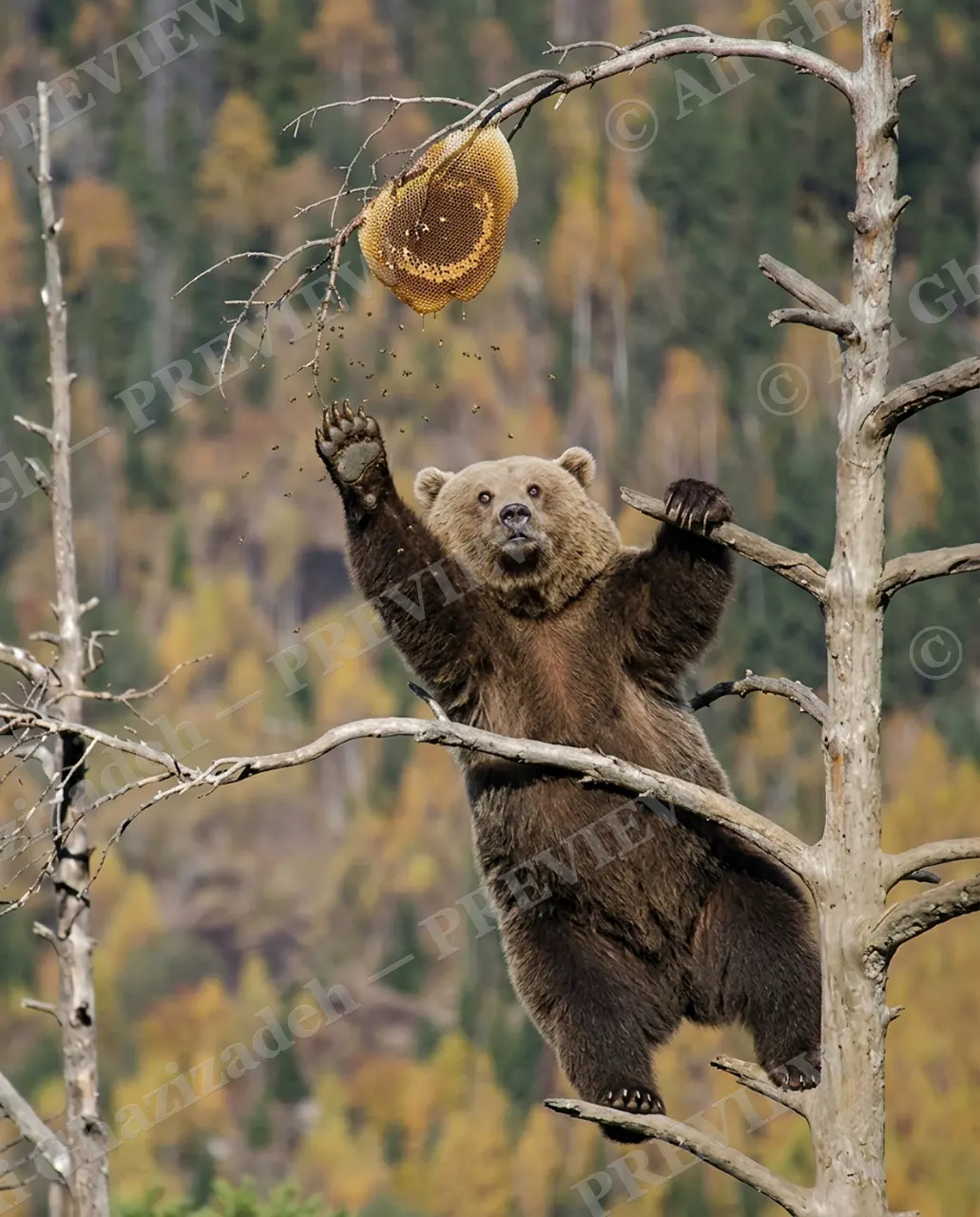 Honey Heist — Reaching for Gold — Brown bear artwork by Ali Ghazizadeh