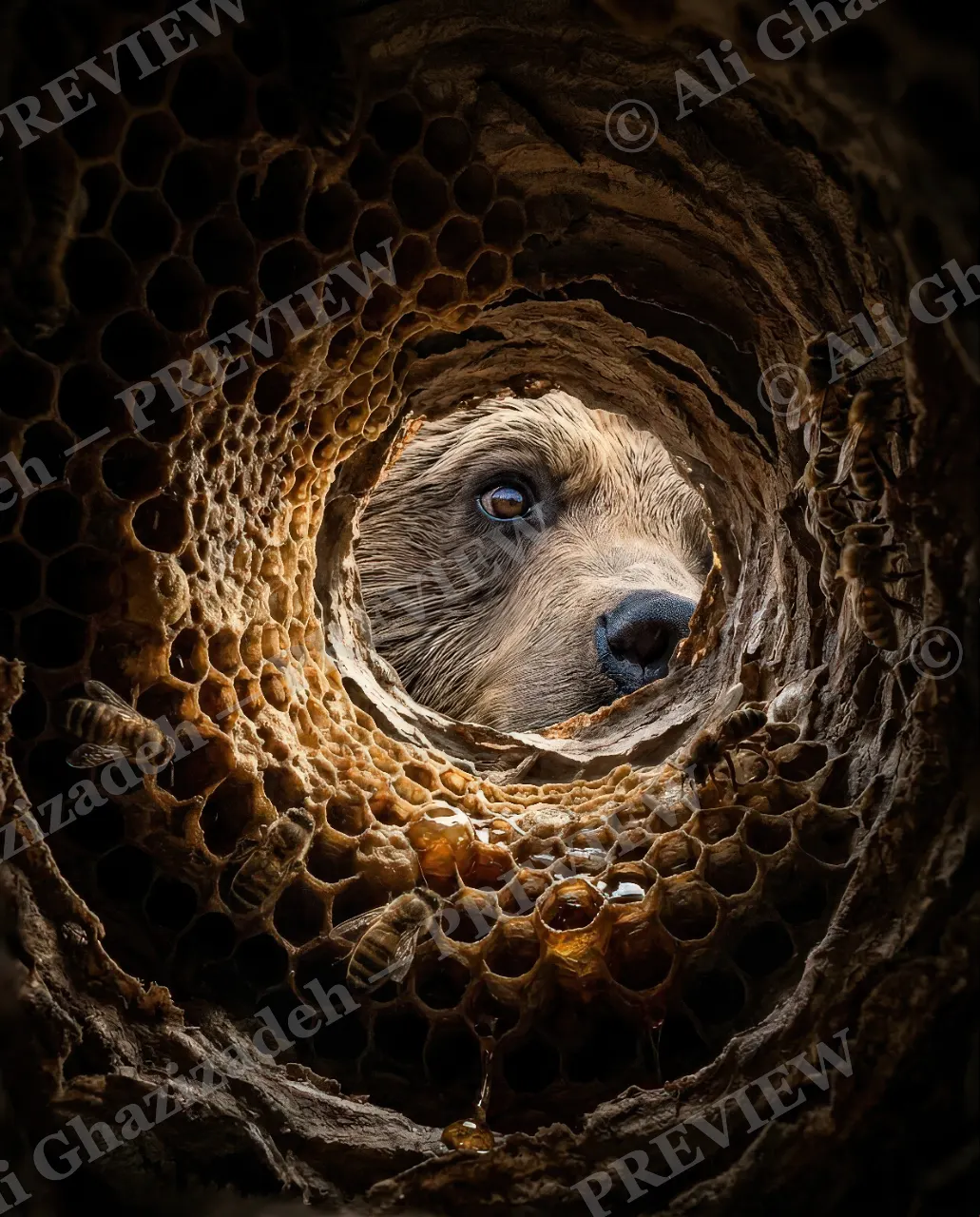 Honey Trap — Just Peeking In — Brown bear artwork by Ali Ghazizadeh