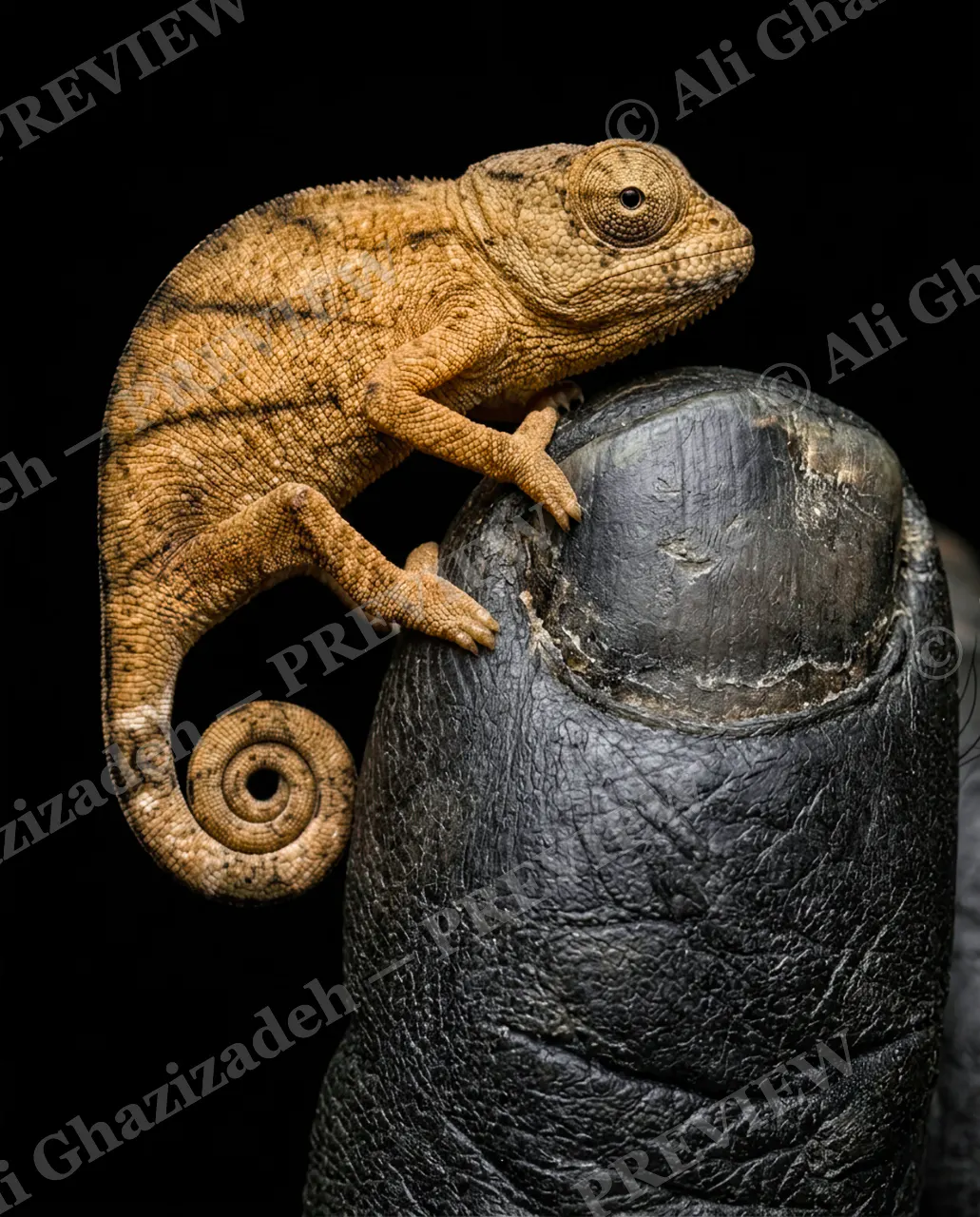 Handful of Sunshine — Balanced on a Giant — Panther chameleon artwork by Ali Ghazizadeh