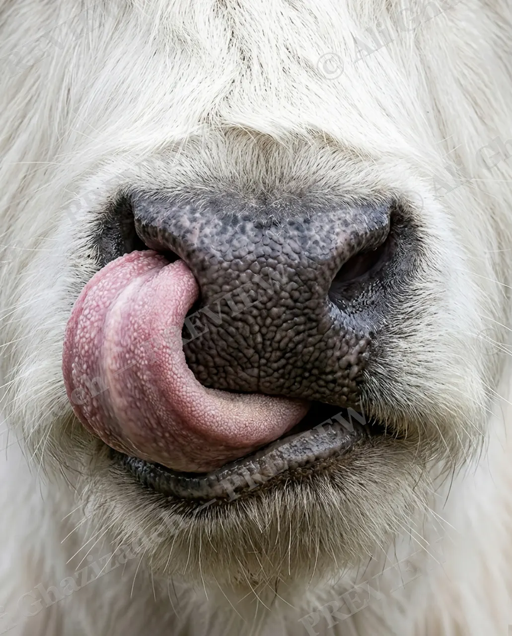 Tongue Twister — The Self-Groom — Cattle artwork by Ali Ghazizadeh