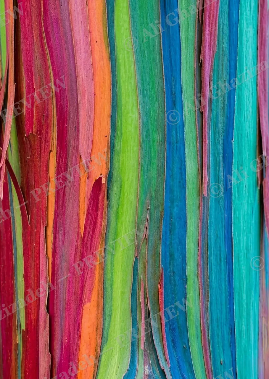 Knot Just a Knot — Stripes of Color — Rainbow eucalyptus artwork by Ali Ghazizadeh