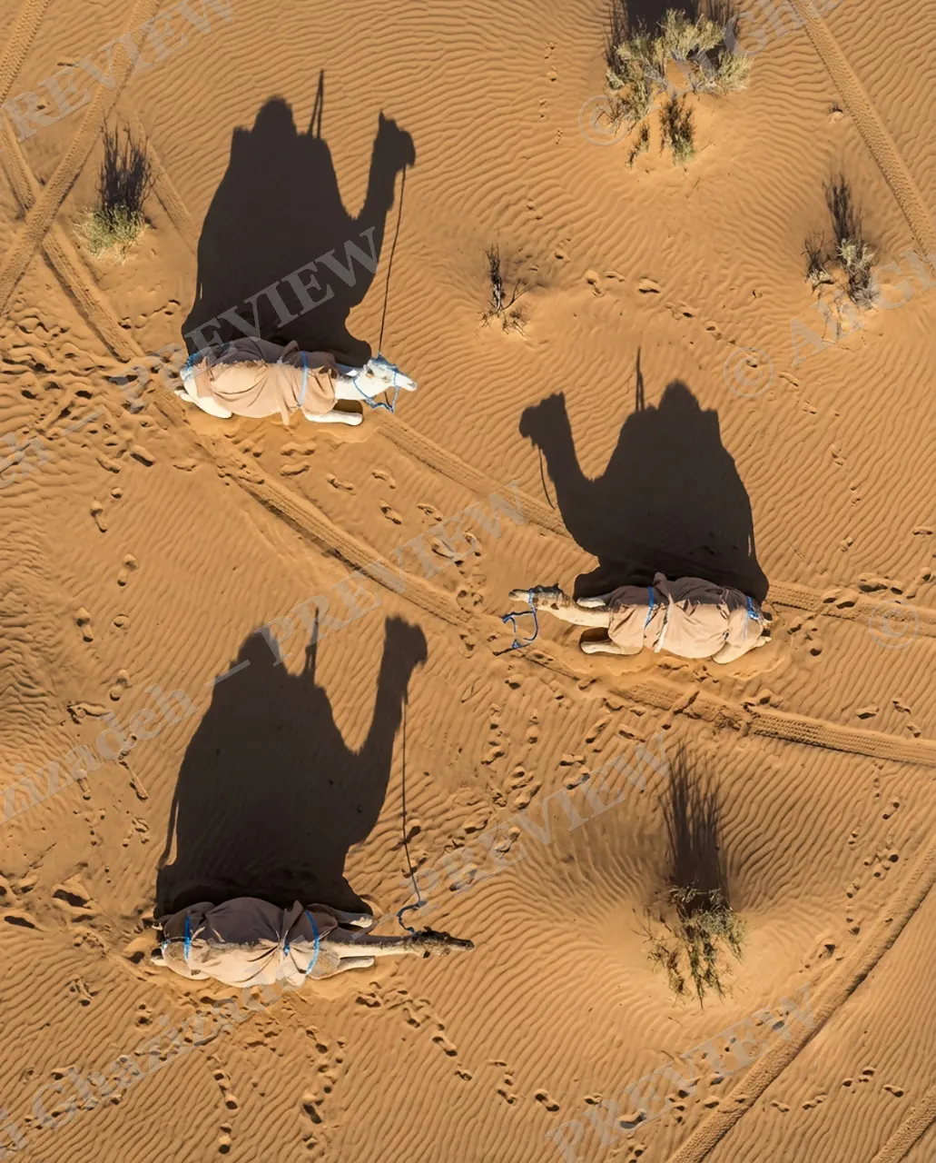Long Story Short — Resting Camels, Standing Shadows — Plains zebra artwork by Ali Ghazizadeh