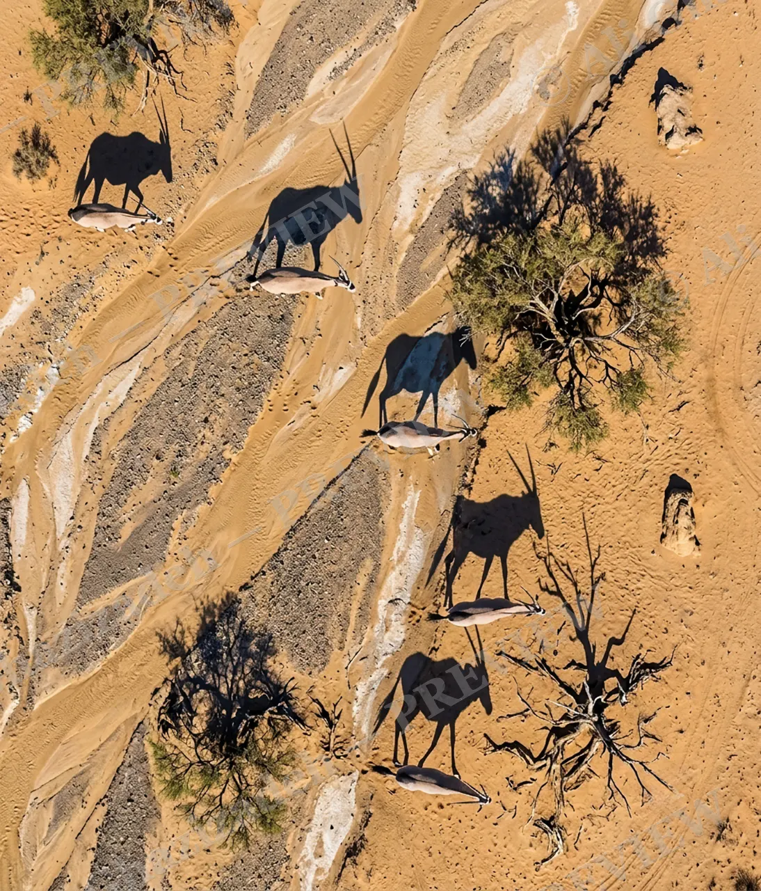 Long Story Short — Oryx Along the Wash Again — Plains zebra artwork by Ali Ghazizadeh