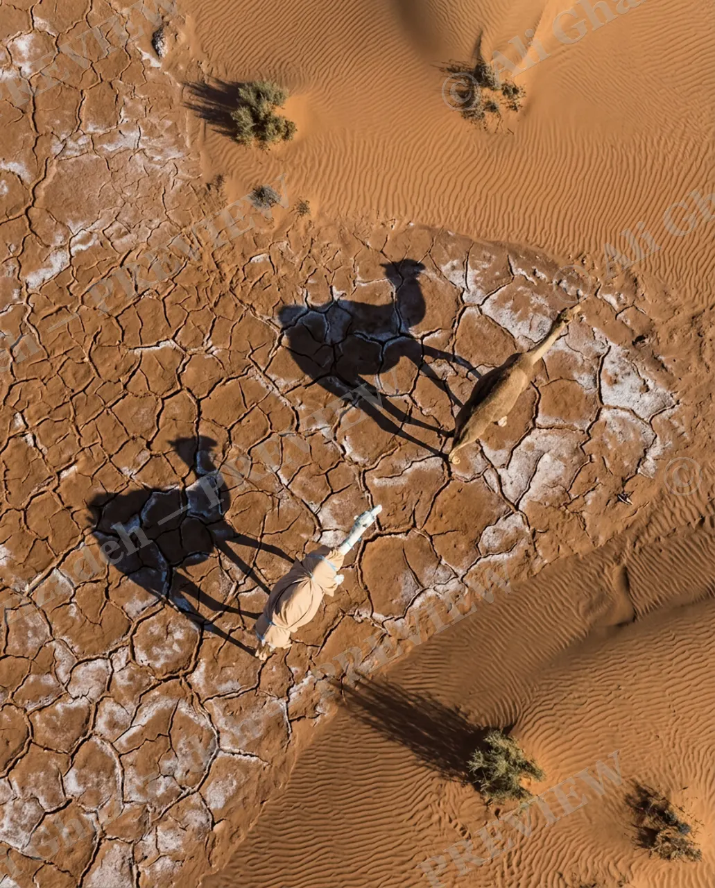 Long Story Short — Camels on Cracked Salt — Plains zebra artwork by Ali Ghazizadeh