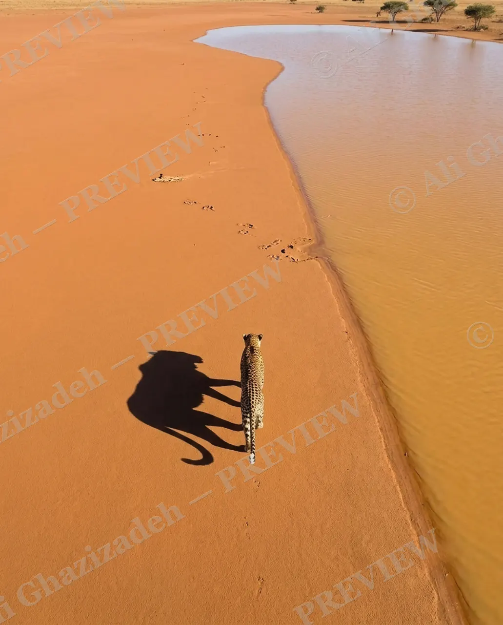 Long Story Short — Leopard Facing the Lagoon — Plains zebra artwork by Ali Ghazizadeh